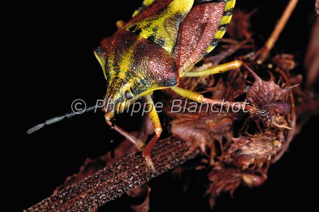 carpocoris pudicus.JPG - Carpocoris pudicusPunaise puanteHemiptera, PentatomidaeFrance